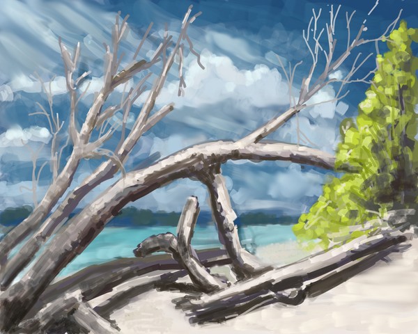 drift wood