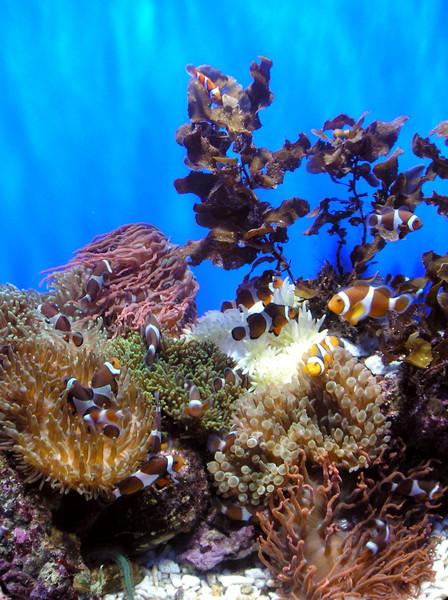 I Found Nemo
