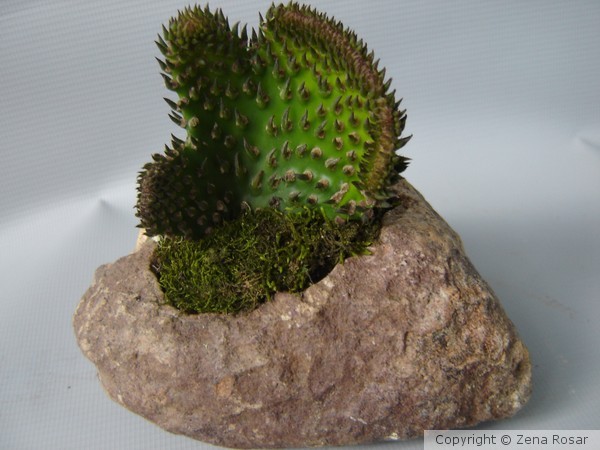 PEDRA VIVA 14