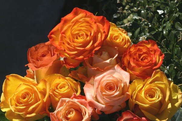 Bouquet of Roses