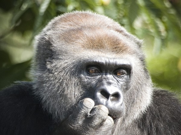 Lowland Gorilla