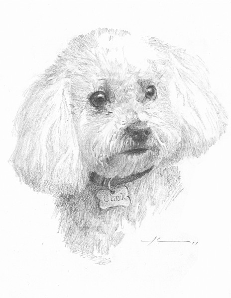 bichon pencil portrait