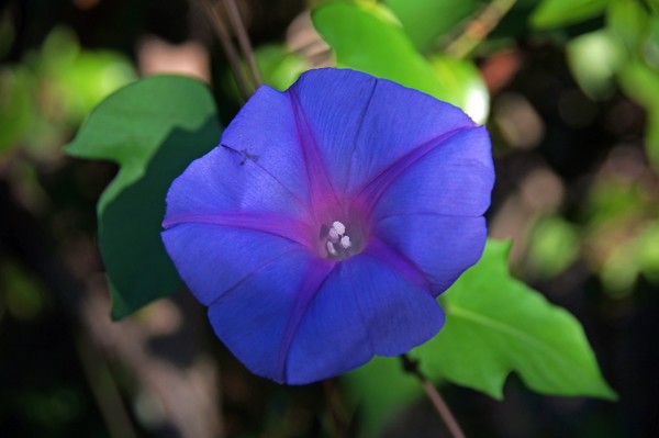 Morning Glory 3/18/2012