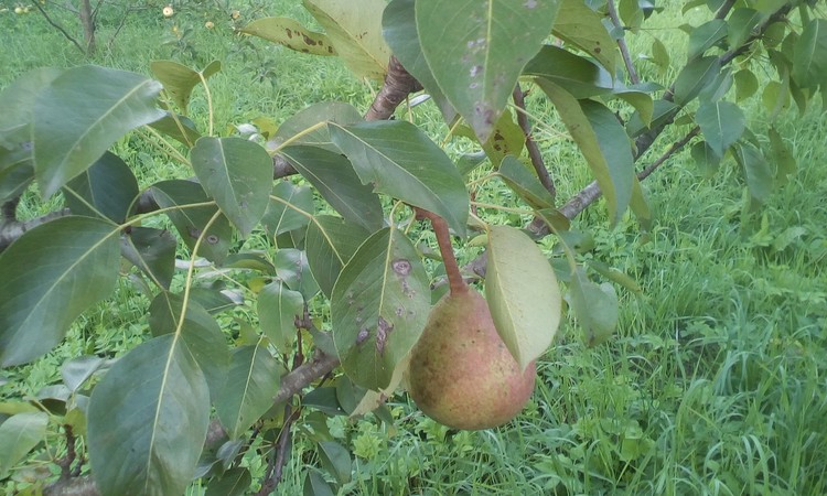 Pear