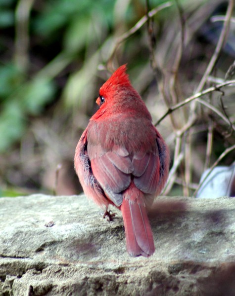 Ky Cardinal