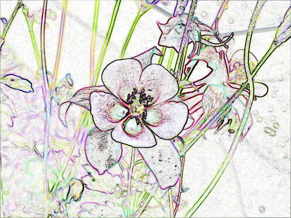 On the Edged Columbine