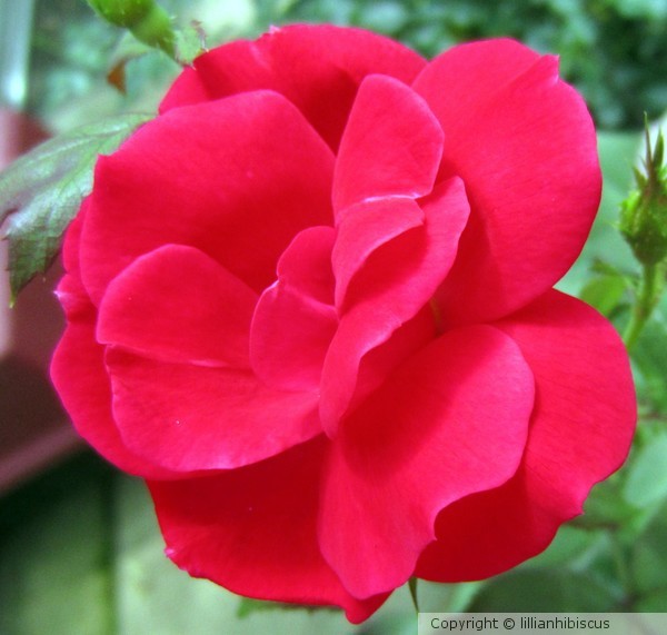 Red Velvet