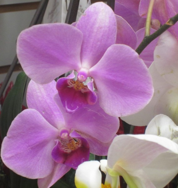 Pretty Orchids