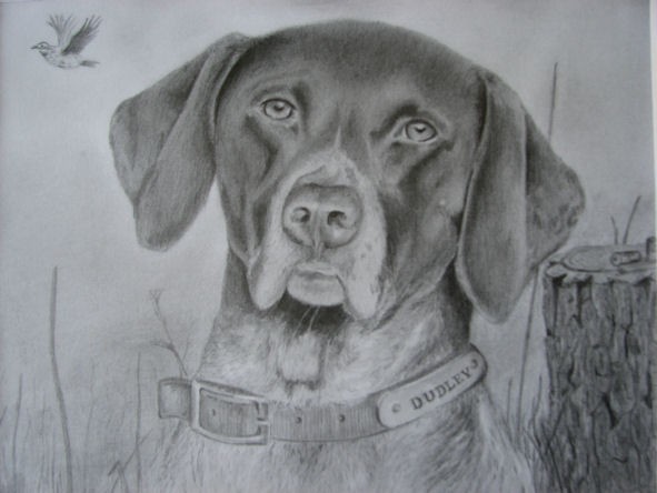 Dudley Dog
