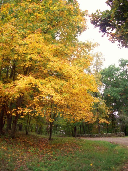 Fall's Fantasic Flair