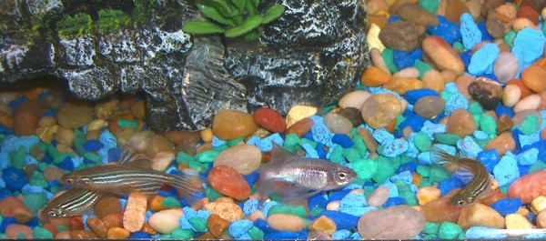 Danios Hangin' Out