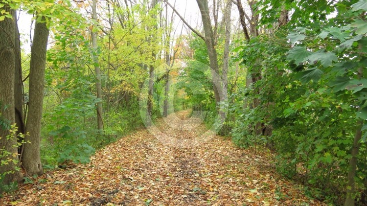 Nature trail