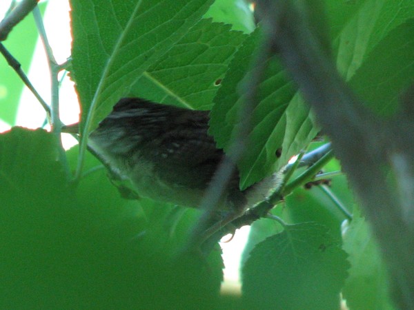 Baby wren