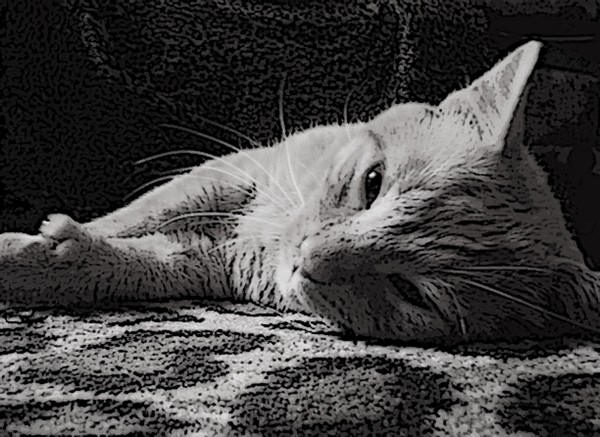 B&W Butterscotch