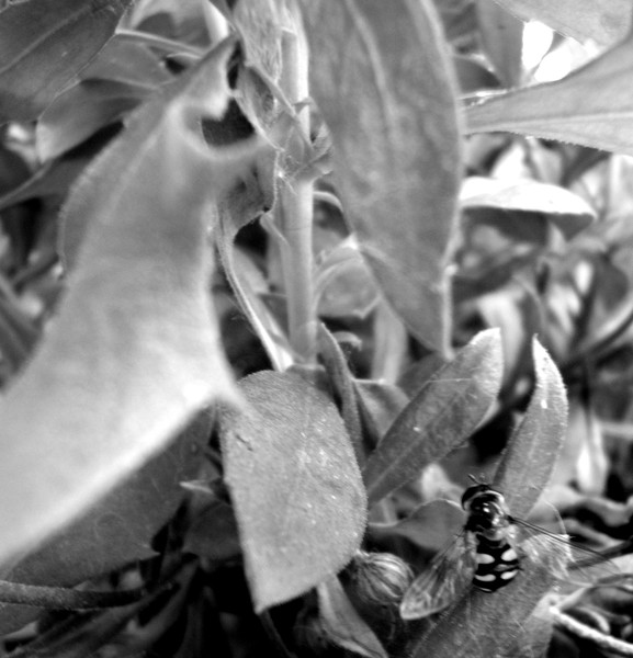 Microworld