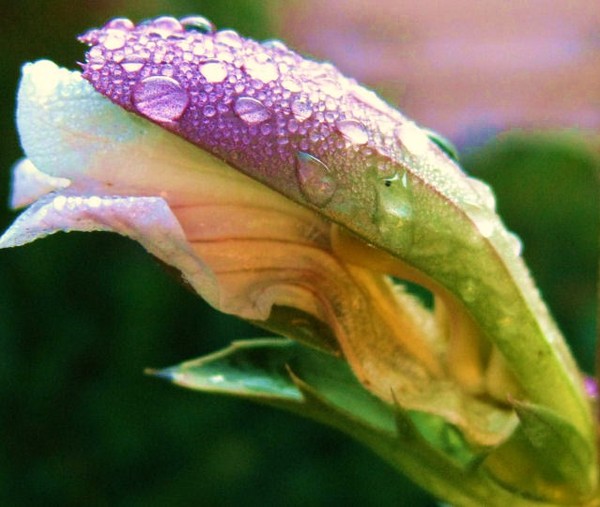 Wetness in  my garden3