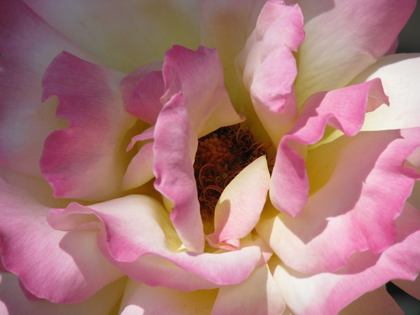 Peace Rose II
