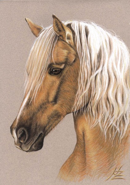 Berber Stallion Portrait