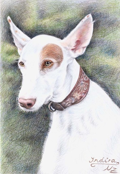 Podenco Indira