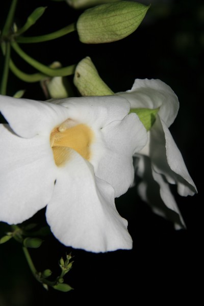 Tropical Floral Series #008