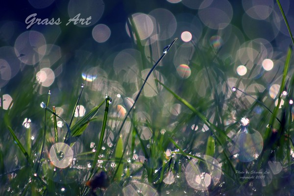 A morning Symphony in the grass