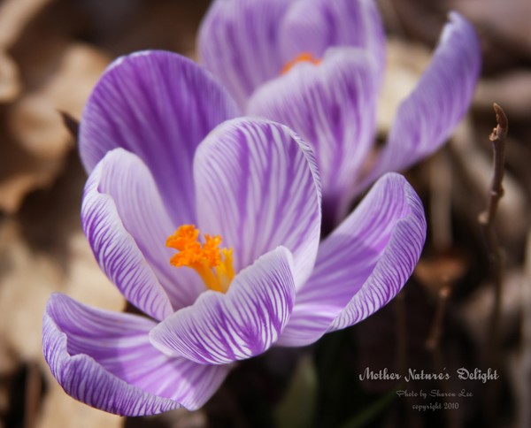 Spring flowers make me happy!