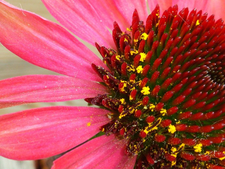 Coneflower