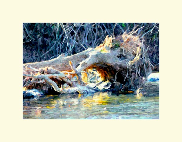 Driftwood Sunset