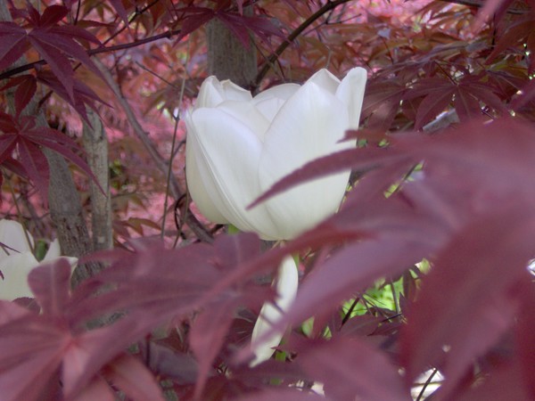 hidden
