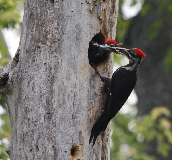 Female Pileated WoodPecker feeding it's young