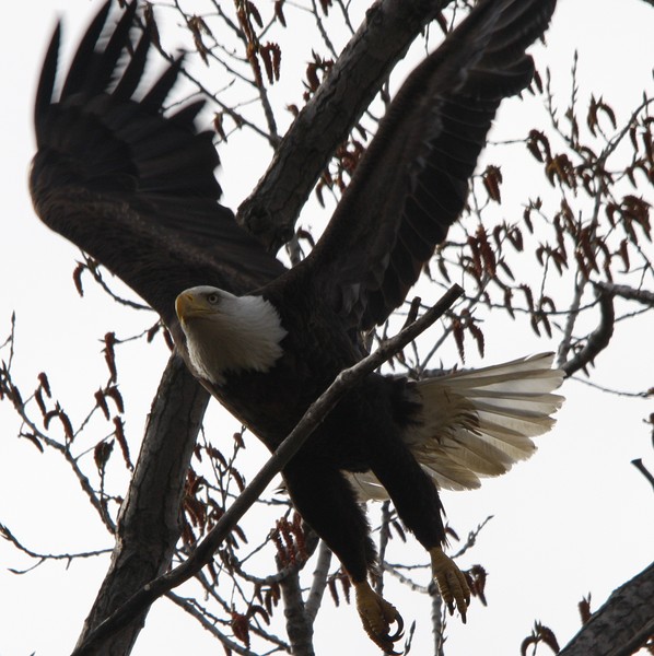 Exploding from the nest!