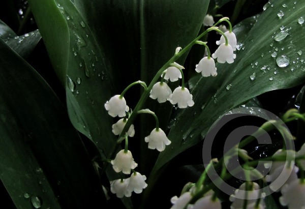 Lilies of the Valley