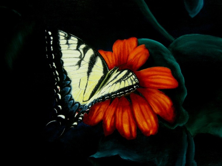 Anise Swallowtail Two