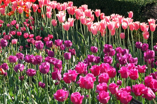 Colorful Tulips
