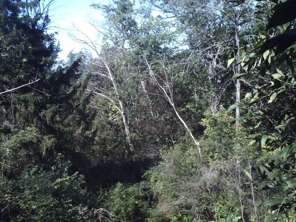 Rays of Sun