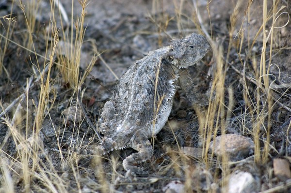 horned toad