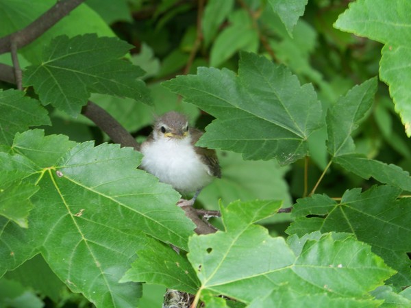 Leaving the Nest