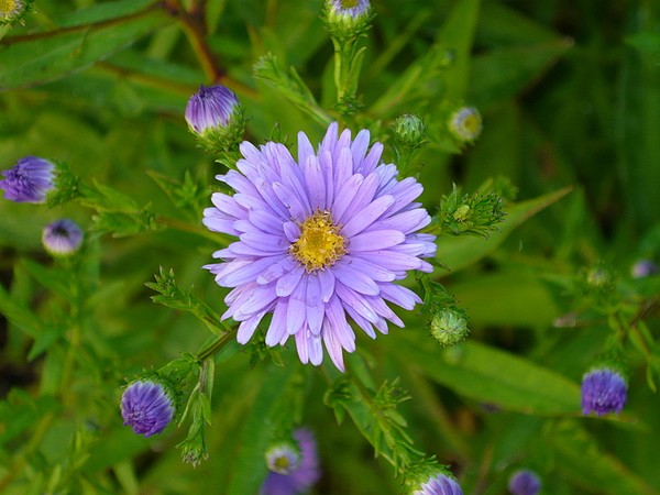 first bloom