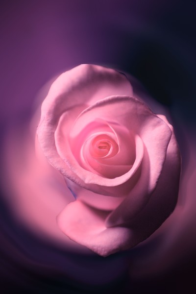 Rose swirl