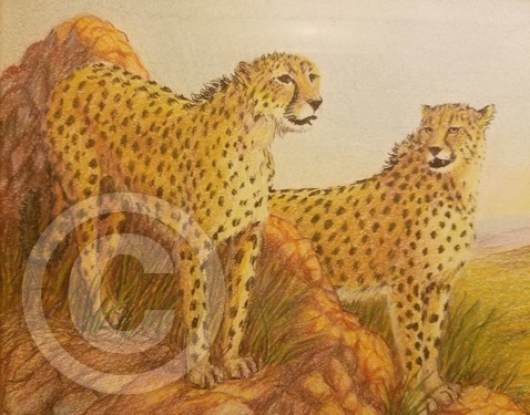 Cheetah Brothers