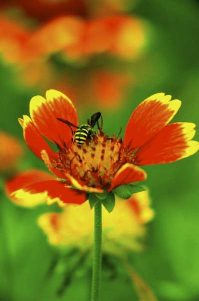 Bee Searching Flower Nectar