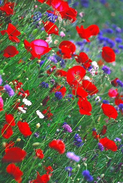 Wild Flowers