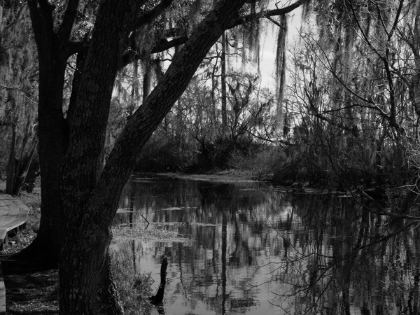 Louisiana swamp