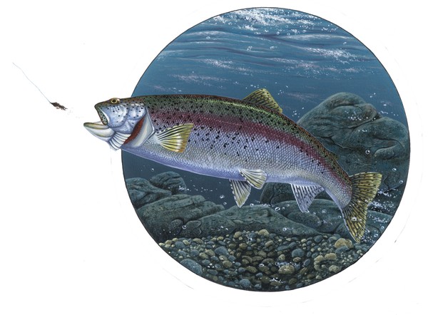 Untitled - Round Rainbow Trout