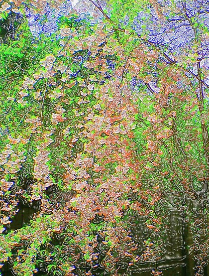 Weeping Cherry
