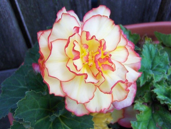 Begonia 