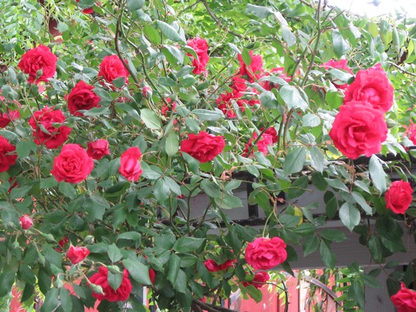 climbing roses