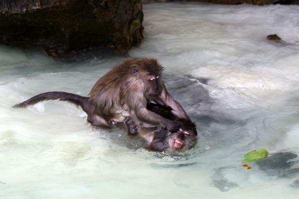 Battle For Food