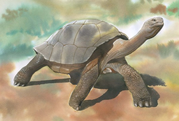Tortoise