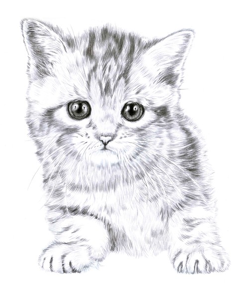 Kitten 1